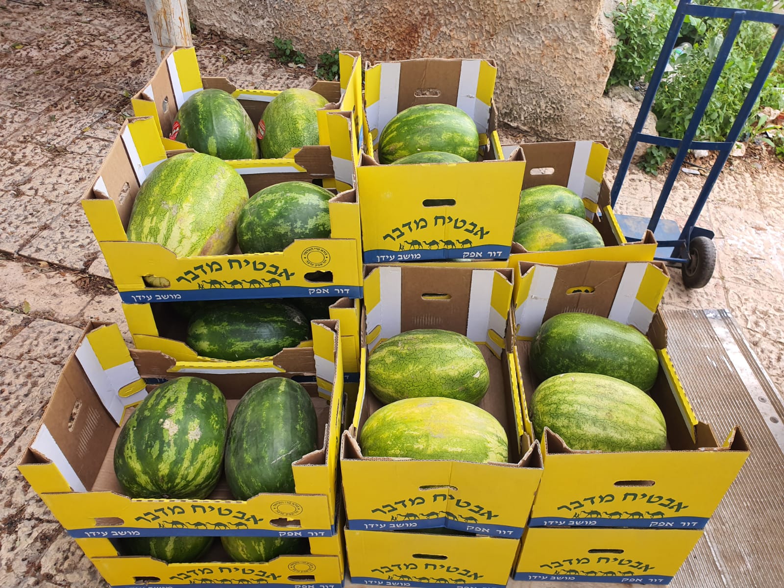 WhatsApp Image 2020-04-15 at 7.04.12 PM.jpeg.jpeg